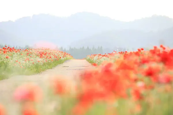 stock image A view full of red poppies along the banks of the riverside. Sunset view of Akyang banks in Haman-gun, South Gyeongsang Province, South korea.