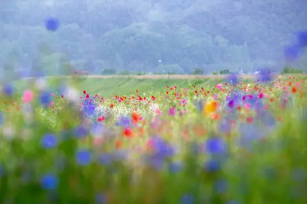 stock image A view full of red poppies along the banks of the riverside. Sunset view of Akyang banks in Haman-gun, South Gyeongsang Province, South korea.