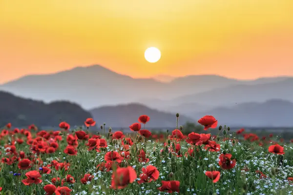 stock image A view full of red poppies along the banks of the riverside. Sunset view of Akyang banks in Haman-gun, South Gyeongsang Province, South korea.