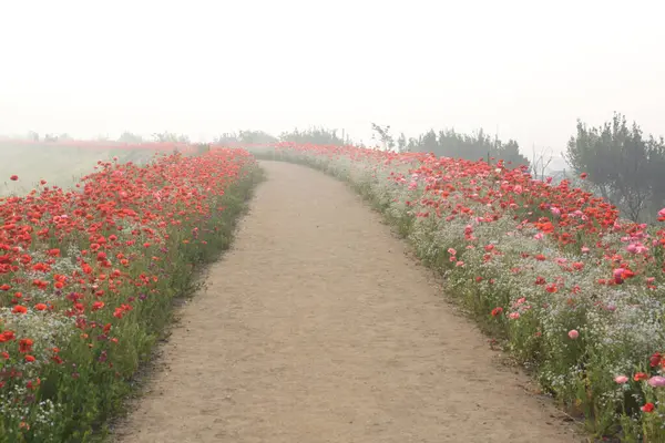 stock image A view full of red poppies along the banks of the riverside. Sunset view of Akyang banks in Haman-gun, South Gyeongsang Province, South korea.