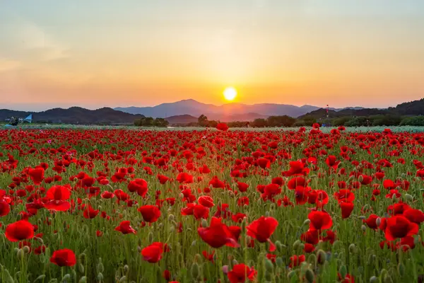 Nehir kenarındaki tarlada kırmızı gelinciklerle dolu bir manzara. Güney Gyeongsang, Güney Kore 'deki Haman-gun' daki Akyang Bankası 'nın günbatımı manzarası.