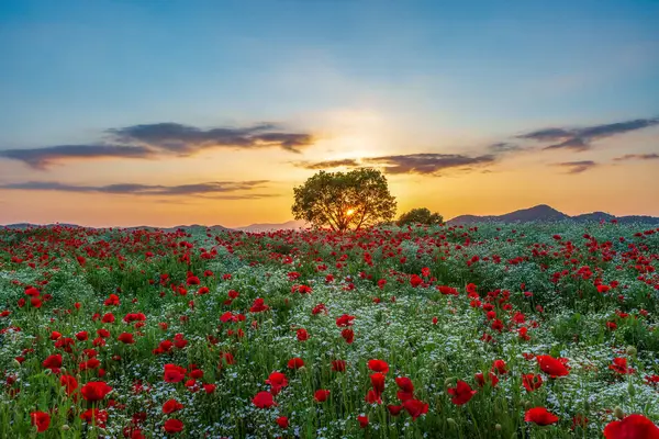 stock image A view full of red poppies in a riverside field. Sunset view of Akyang bank in Haman-gun, South Gyeongsang Province, South Korea.