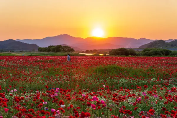 stock image A view full of red poppies in a riverside field. Sunset view of Akyang bank in Haman-gun, South Gyeongsang Province, South Korea.
