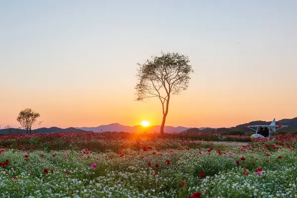 stock image A view full of red poppies in a riverside field. Sunset view of Akyang bank in Haman-gun, South Gyeongsang Province, South Korea.