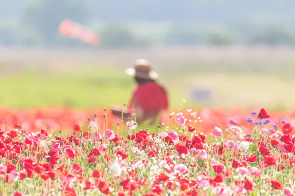 stock image A view full of red poppies in a riverside field. Sunset view of Akyang bank in Haman-gun, South Gyeongsang Province, South Korea.