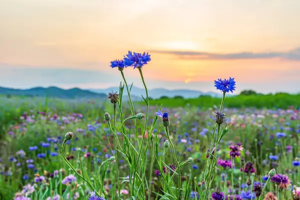 Nehir boyunca uzanan bir tarlada çiçek ve çiçek dolu bir manzara. Güney Gyeongsang, Güney Kore 'deki Haman-gun' daki Namgang Nehri boyunca gün batımı manzarası..