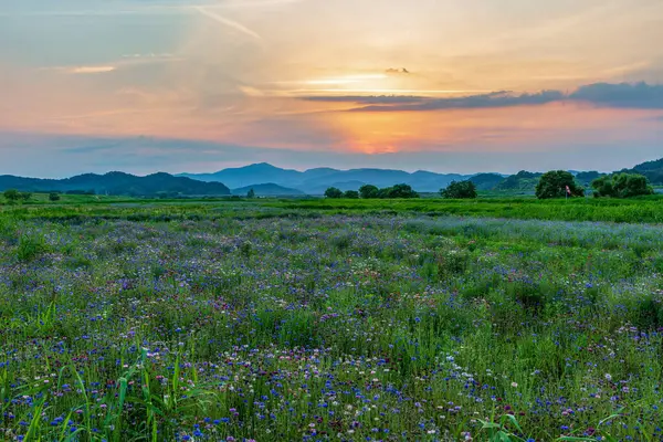 Nehir boyunca uzanan bir tarlada çiçek ve çiçek dolu bir manzara. Güney Gyeongsang, Güney Kore 'deki Haman-gun' daki Namgang Nehri boyunca gün batımı manzarası..