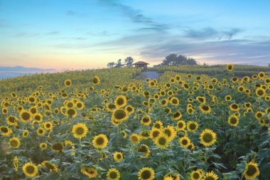Gangju köyünün yaz manzarası Haman-gun, Gyeongsangnam-do, Kore 'de ayçiçeklerinin açtığı yerde.