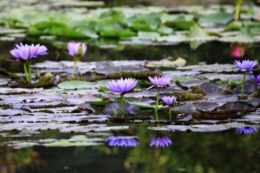 Gölette yeşil yaprağı olan güzel pembe nilüfer çiçeği. Yağmurlu bir yaz gününde, bir gölette, güzel bir nilüfer çiçeğinin yakınında.,