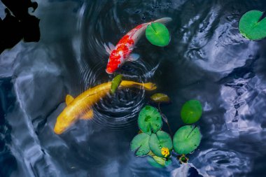 Renkli sazan balığı ve japon balığı gölette özgürce yüzüyor.