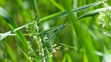 Çimenlerdeki ince siyah ve mavi yusufçuk.