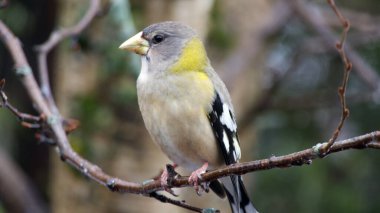 Dal üzerinde dişi bir grosgaga.