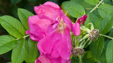 Parlak pembe yaban gülü çiçeği