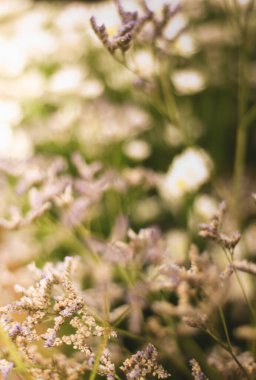 Doğal çiçekli cep telefonu duvar kağıdı.