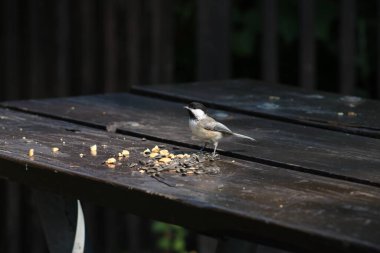 Mesange sur une masası 