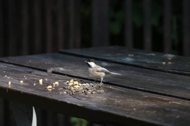 Mesange sur une masası 