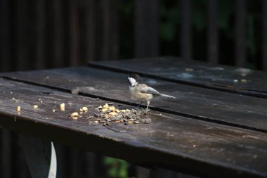 Mesange sur une masası 