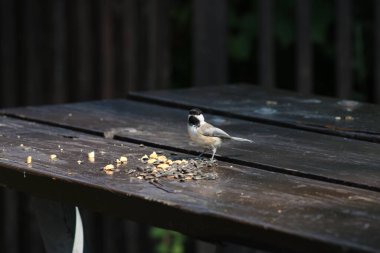 Mesange sur une masası 