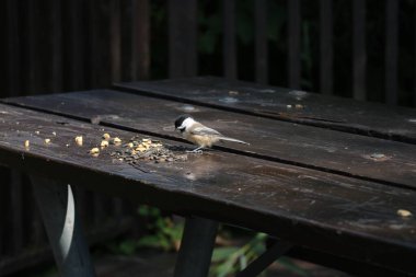 Mesange sur une masası 