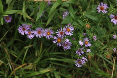 Çiçek avec des fleurs mauves