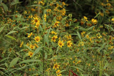 Des petites fleurs jaune