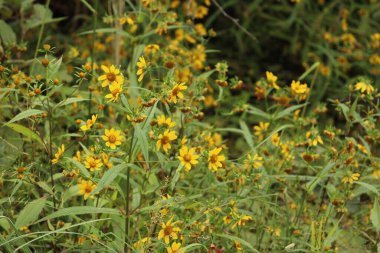 Des petites fleurs jaune