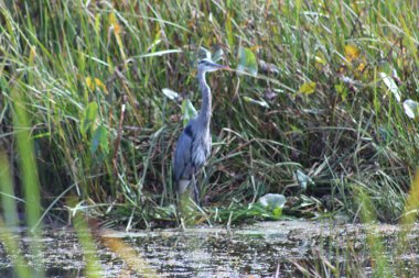 Büyük balıkçıl dans le chenal