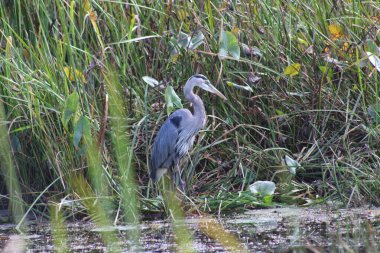 Büyük balıkçıl dans le chenal