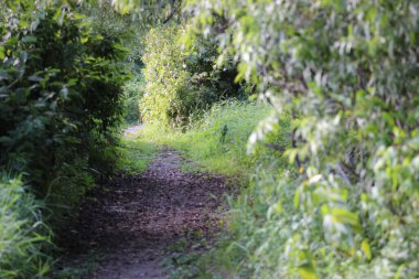 Kıdemli dans le bois