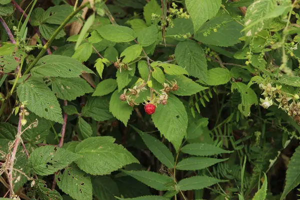 Framboisier sauvage avec petits fruit