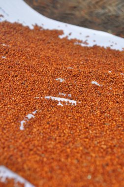 Bu büyüleyici görüntüde, İngiliz parmak darı hasadı kırsal bir zeminde güzelce sergileniyor. Zemin altın parmak darı tanelerinden oluşan zengin bir halıyla kaplı, yeni toplanmış ve titizlikle düzenlenmiş. Tahılların dokusunu.