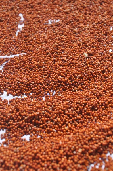 In this captivating image, an English finger millet harvest is beautifully displayed on a rustic floor. The floor is covered with a rich carpet of golden finger millet grains, freshly harvested and arranged meticulously. The texture of the grains cre