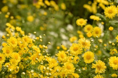 Ormanda güzel bir şelale