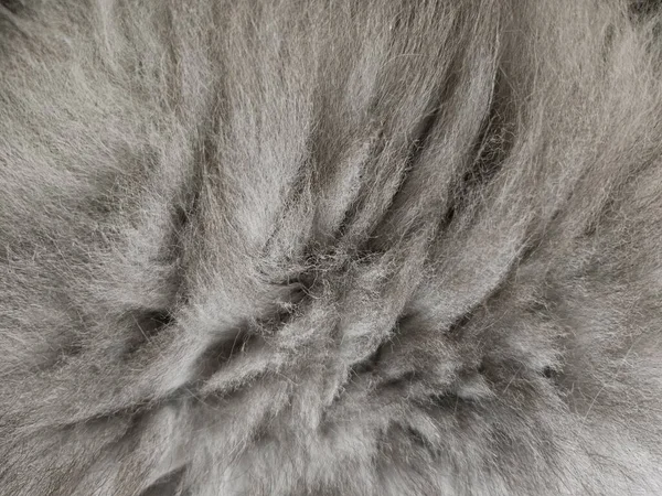 Fur Cat — Stock Photo, Image