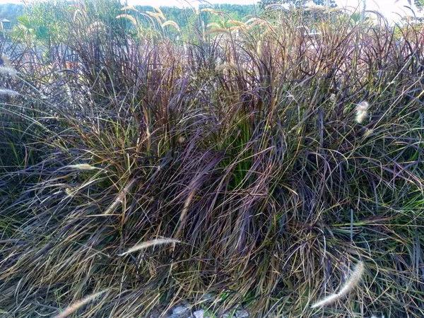Hierba Fuente Púrpura Nombre Científico Pennisetum Setaceum Rubrum Ambiente Natural — Foto de Stock