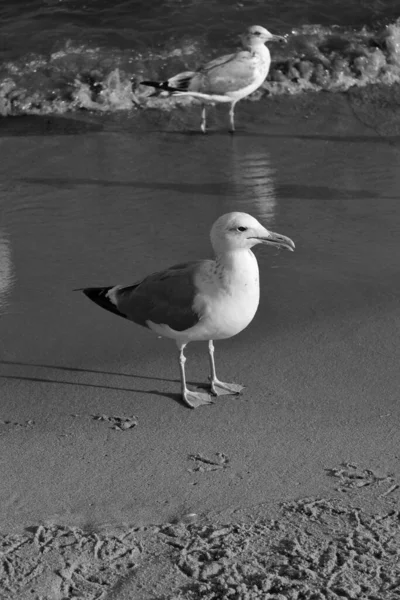 海滨的海鸥 — 图库照片