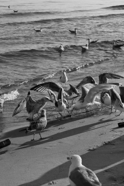 Seagulls Fight Food Black White — Stock Photo, Image