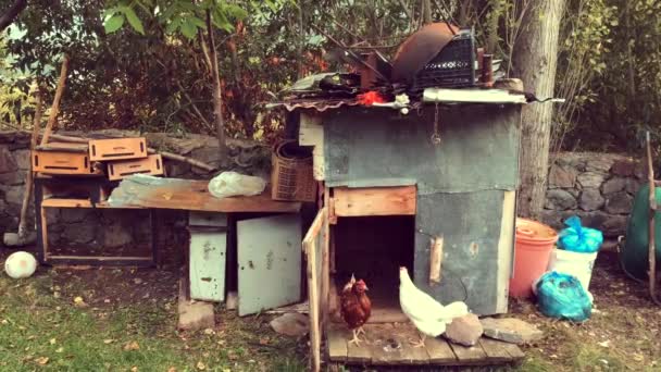 Coop Poulet Dans Village Poulets Mangeant Des Aliments Pour Animaux — Video