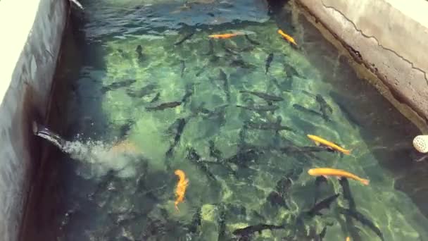 Natural Live Trout Farm Fish — Stock Video