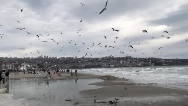 一群海鸥飞过波涛汹涌的海滩 — 图库视频影像
