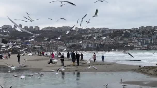 海馬の群れが波のビーチを飛ぶ — ストック動画