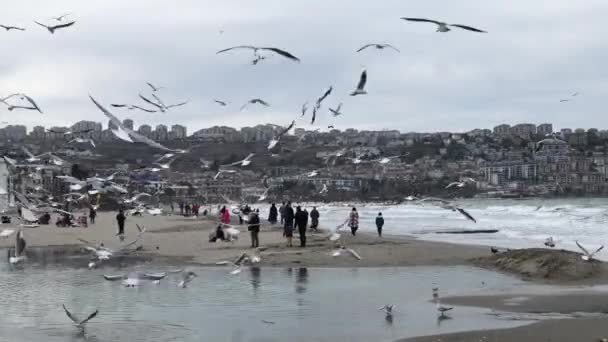 一群海鸥飞过波涛汹涌的海滩 — 图库视频影像