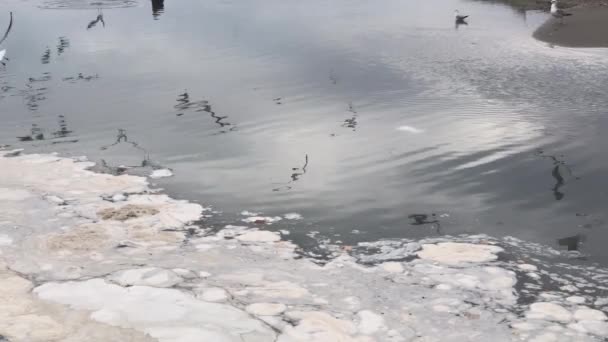 海滩上的水坑海鸥飞过淤塞和海洋污染 — 图库视频影像
