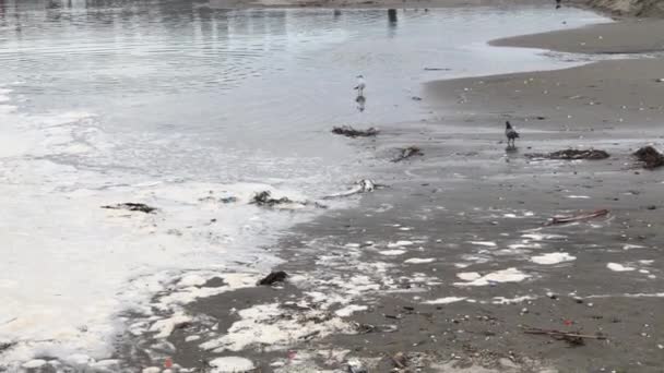 Puddle Beach Seagulls Flying Musilage Sea Pollution — Stock Video