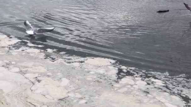 Калюжа Пляжі Чайки Літають Над Ясом Забрудненням Моря — стокове відео