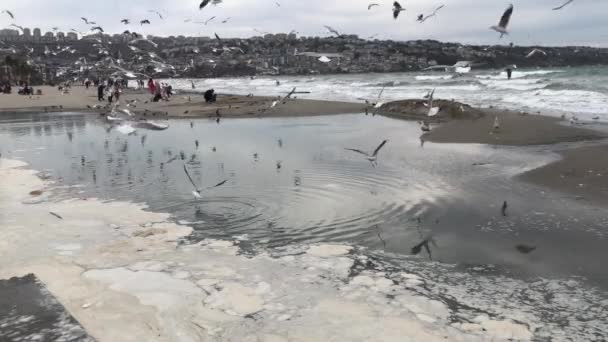 Charco Playa Gaviotas Volando Sobre Musilaje Contaminación Del Mar — Vídeos de Stock