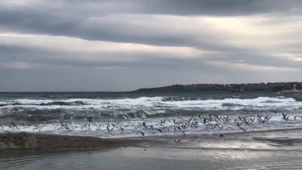 Bando Gaivotas Voa Sobre Praia Ondulada — Vídeo de Stock