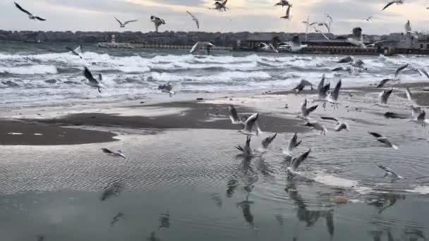 Flock Måsar Flyger Över Den Vågiga Stranden — Stockvideo
