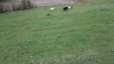 Farklı türde vahşi atlar ve yeşil çimlerin arasında koşan renkler. Bazıları çift vardiya yapıyor.