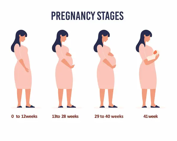 Vrouw Voor Tijdens Bevalling Belangrijkste Stadia Van Zwangerschap Veranderingen Het — Stockvector